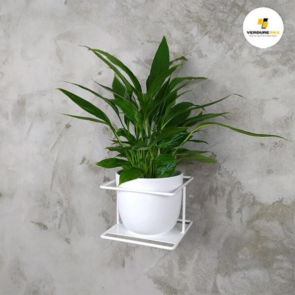 VERDURE PAX Flora - wall metal plant hanger, Flowerpot, Flower stand, plant holder - Image 2