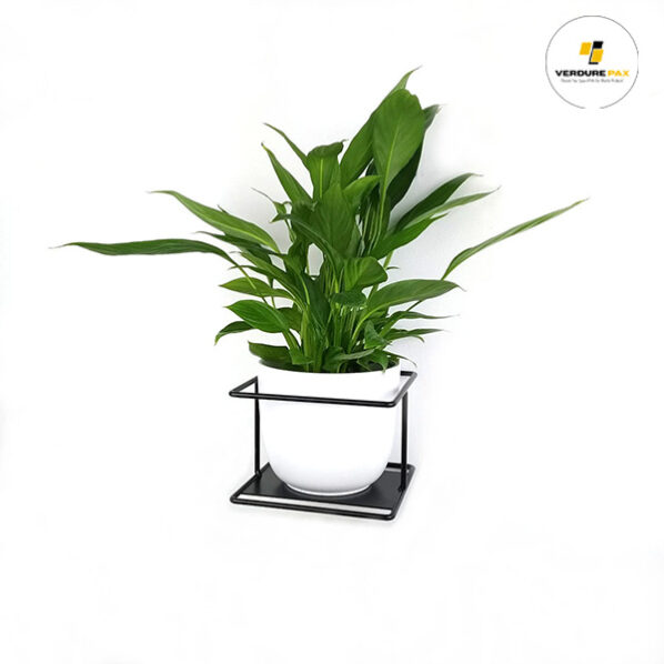 VERDURE PAX Flora - wall metal plant hanger, Pflanzenaufhänger, Kwietnik, plant holder - Image 3
