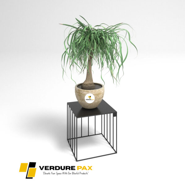 VERDURE PAX Steel plant stands on a square base , Flower stand, Plant Rack, Plant Support, Industrial style, Book shelf Black - Image 3