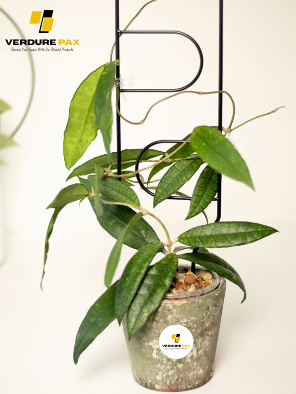 VERDURE PAX metal plant support black trellis for indoor plant / Plant stake Black - Image 5