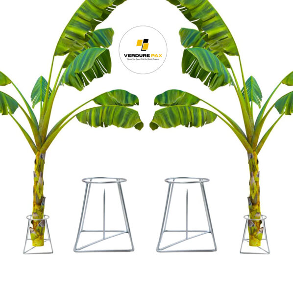 VERDURE PAX BANANA TREE HOLDER FOR POOJA STAND - Image 5