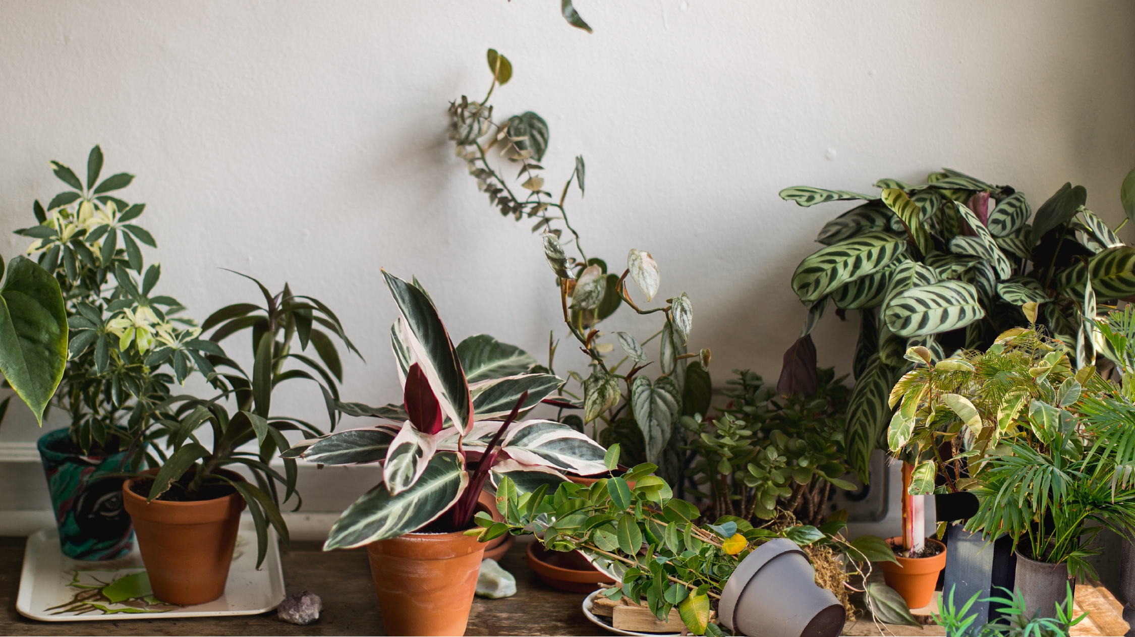 Untitled (720 x 404 px)_page-0001